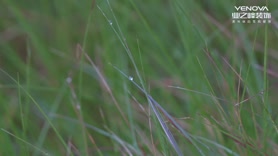 首席设计师杨余锋